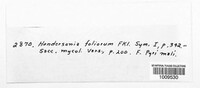 Hendersonia foliorum image